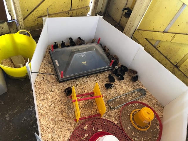 Back at the chicks