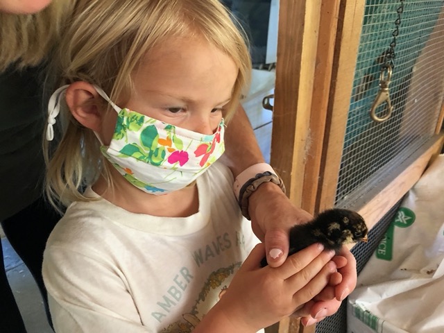 I give a volunteer's granddaughter a chick to hold