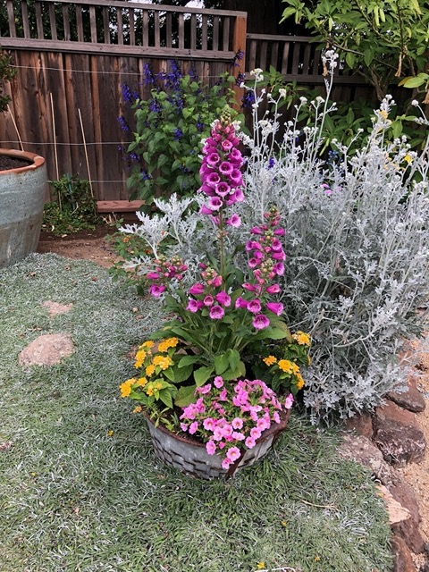 One of my new pots.  Doing well!