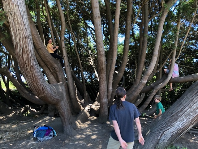 The kids playing on their amazing tree