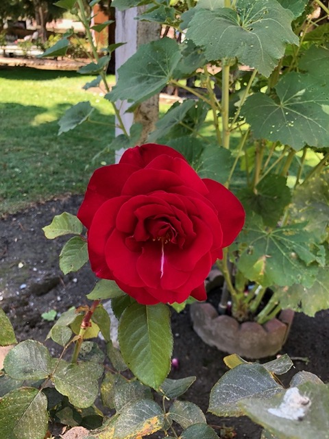 Intensely red rose