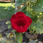 IMG_0477.jpeg