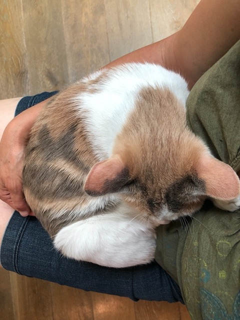 Cricket snoozing on my lap while I sit on the kitchen stool
