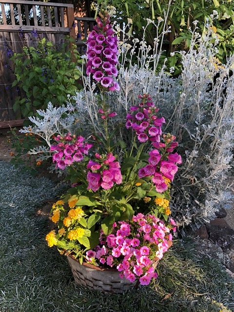Another of my pots is doing well!  I did pink and yellow for this one