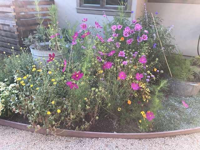 The wildflower sun garden is blooming