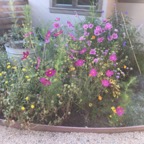 IMG_0513.jpeg