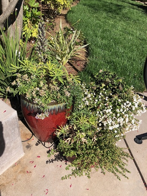 Not doing so well...  turns out their irrigation wasn't working