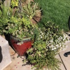 IMG_0517.jpeg