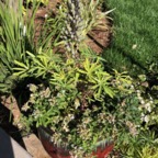 IMG_0518.jpeg