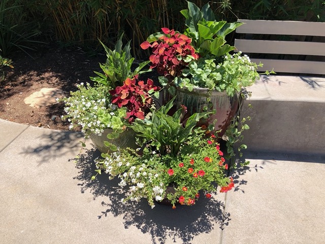 These pots are doing great!