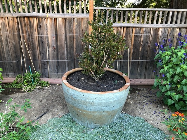 The crepe myrtle is leafing out.  Touch of powdery mildew though