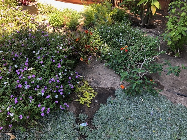 Irrigation leak here.  We collected all these irrigation issues and had the landscapers fix them