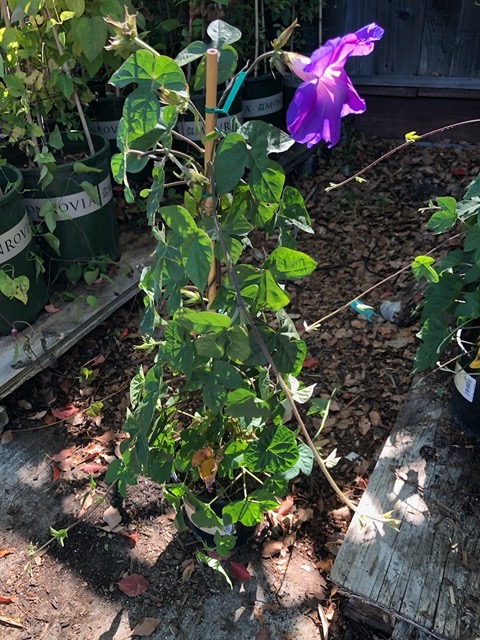 I researched a lot of vines.  I ultimately chose this morning glory