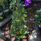 IMG_0596.jpeg