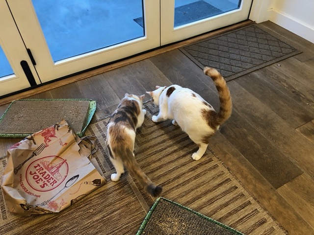 The cats hunting something