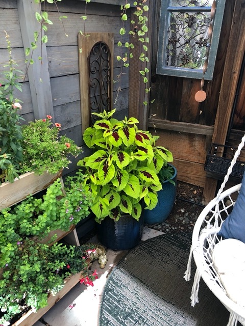 The coleus in Lela's nook is exploding