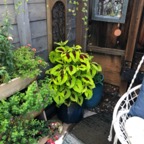 IMG_0610.jpeg