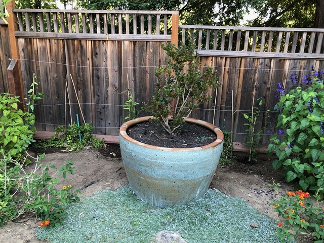 I got more vines for the back fence (the ones with the tendrils)
