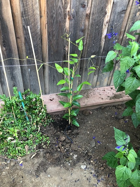 I put in irrigation for them.  They should bloom in the winter