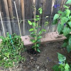 IMG_0617.jpeg