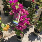 IMG_0673.jpeg