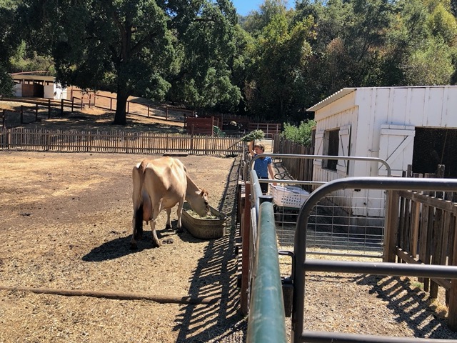 Owen feeding the cows