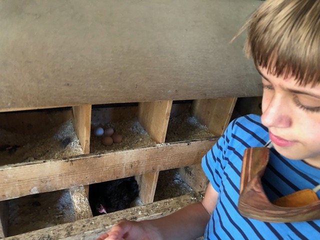 And collecting eggs