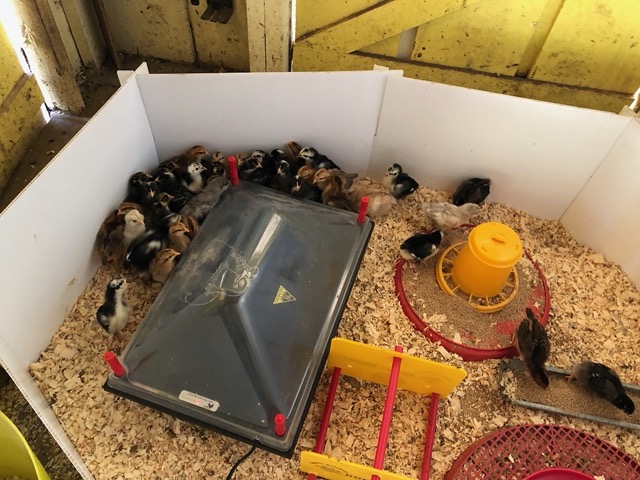 The new chicks are much bigger every week