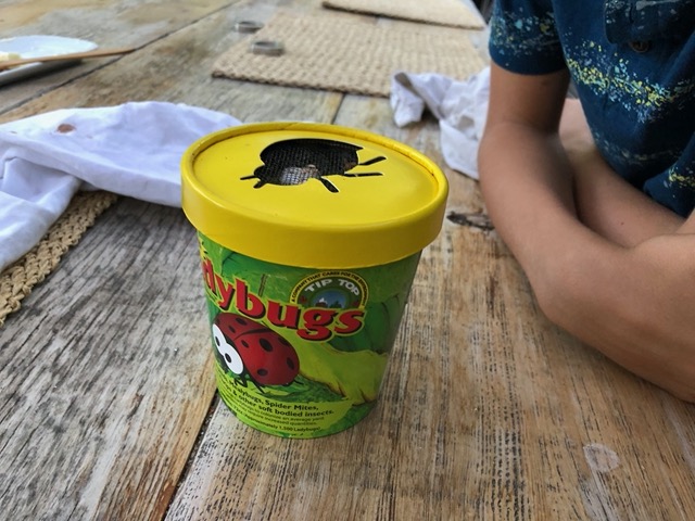 We got ladybugs to help with mealybugs