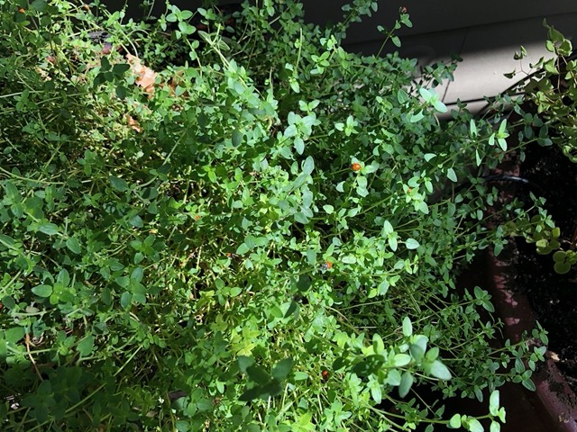 And released them on the thyme