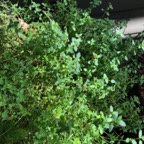 IMG_0705.jpeg