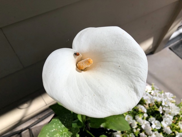 There's one in a calla lily the next day!