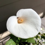 IMG_0706.jpeg