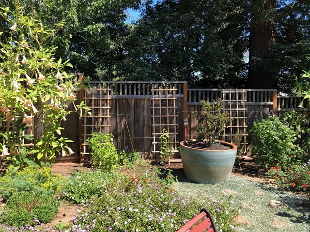I got trellises for the vines on the back fence.  They needed more support than those wires