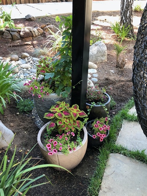 The vine will climb up the pole
