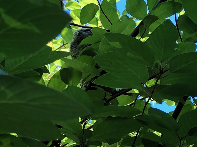 I saw this baby owl on a walk!