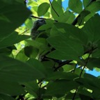 IMG_0740.jpeg