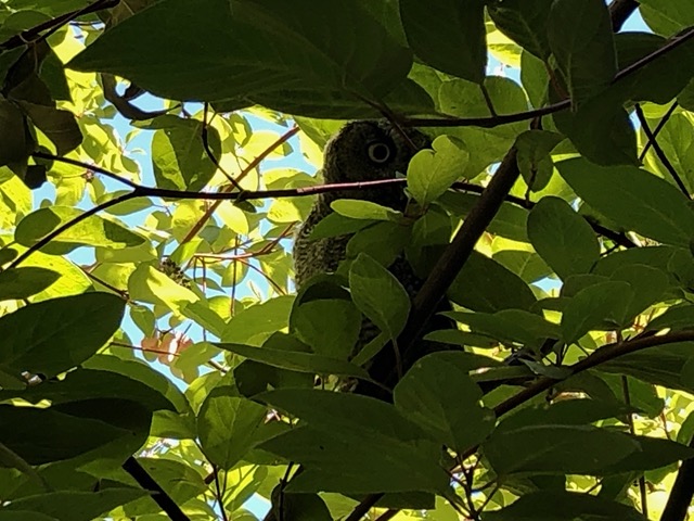 It was tucked away in a bush, getting mobbed by tiny birds