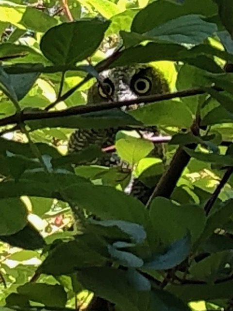 This is the best picture I got.  Look at those big eyes!