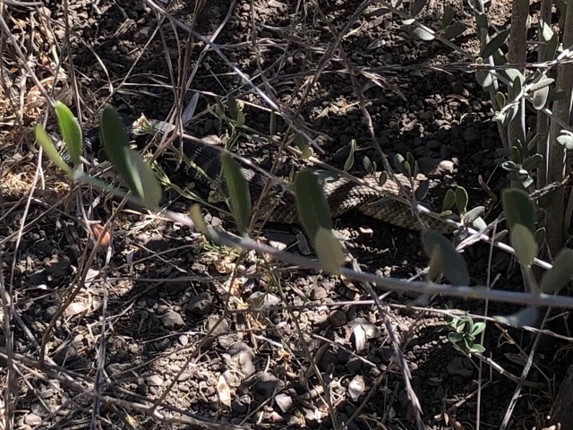Lela spied a rattlesnake on our walk!