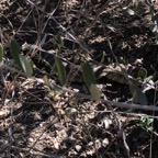 IMG_0745 (1).jpeg