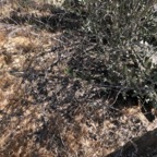 IMG_0745.jpeg
