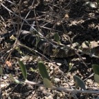 IMG_0746.jpeg