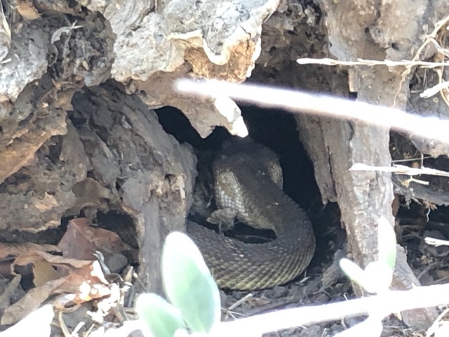 We found the head, and it had caught and was eating a baby ground squirrel!