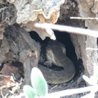 IMG_0747.jpeg