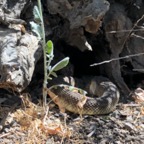 IMG_0752.jpeg