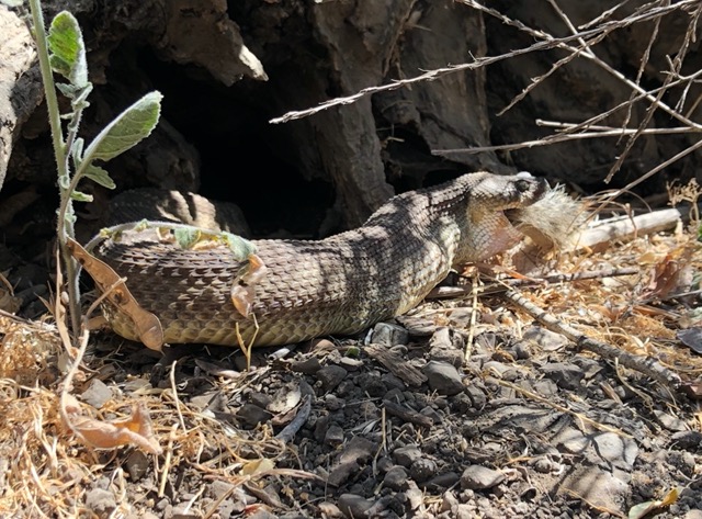 The tail is still visible to the right