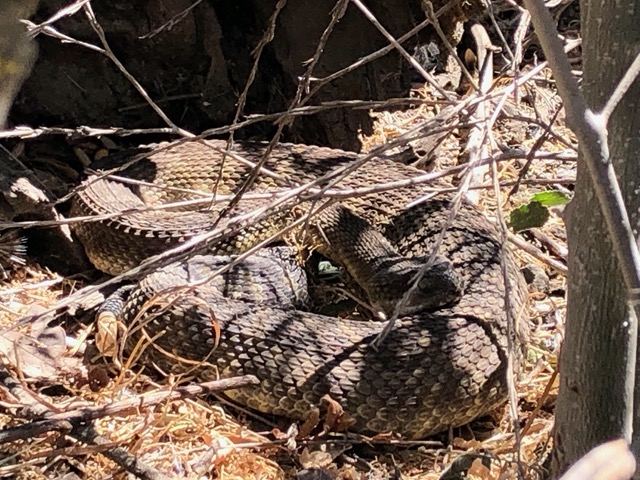 The snake sits for a while, digesting in the sun