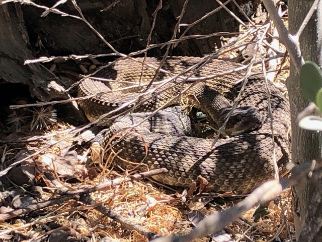 I can see how vulnerable a snake is, during and after eating.  We were quiet and didn't give it away