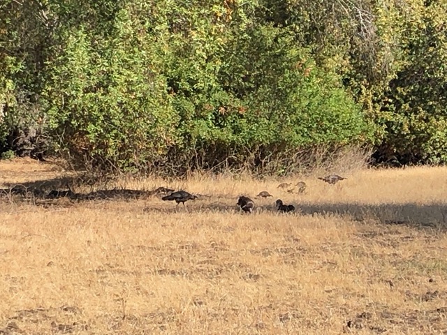 Baby turkeys